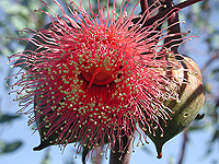 Eucalyptus sp. Copyright Horst Weber