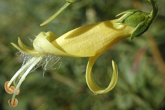 Eremophila maculata