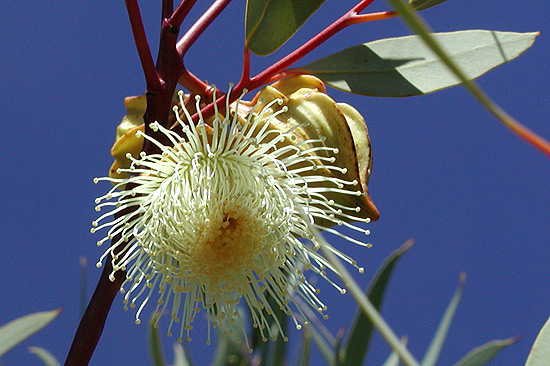 Eucalyptus sp.