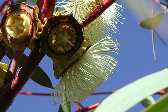 Eucalyptus sp.
