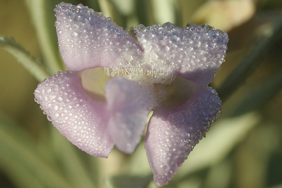 Eucalyptus sp.