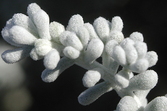 Eucalyptus sp.