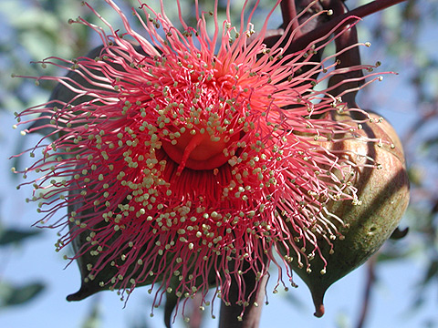 Eucalyptus sp.