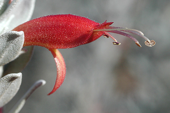 Eremophila tomentosa
