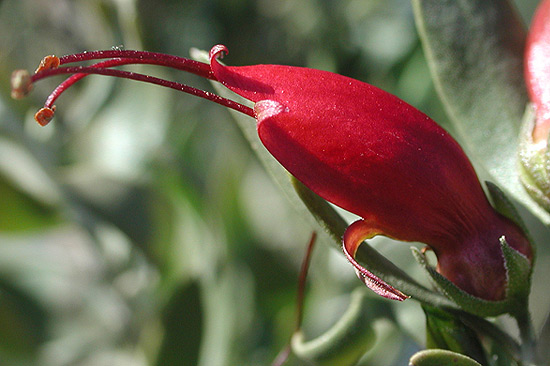 Eremophila glabra