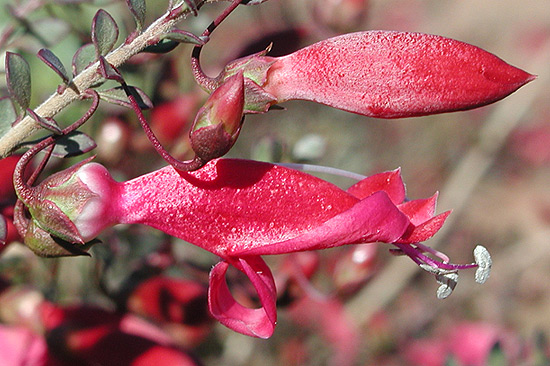 Eremophila maculata