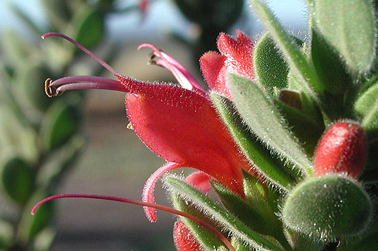 Eremophila splendens